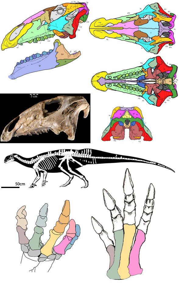 Tenontosaurus