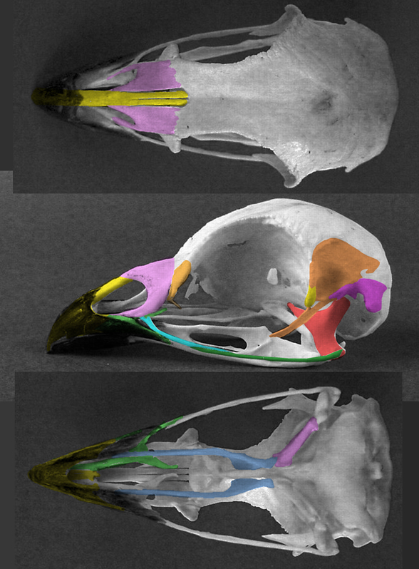 Tetrao tetrix skull