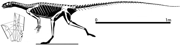 Thecodontosaurus