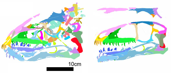 Tianyuraptor in situ and reconstructed