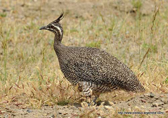 Eudromia Tinamou