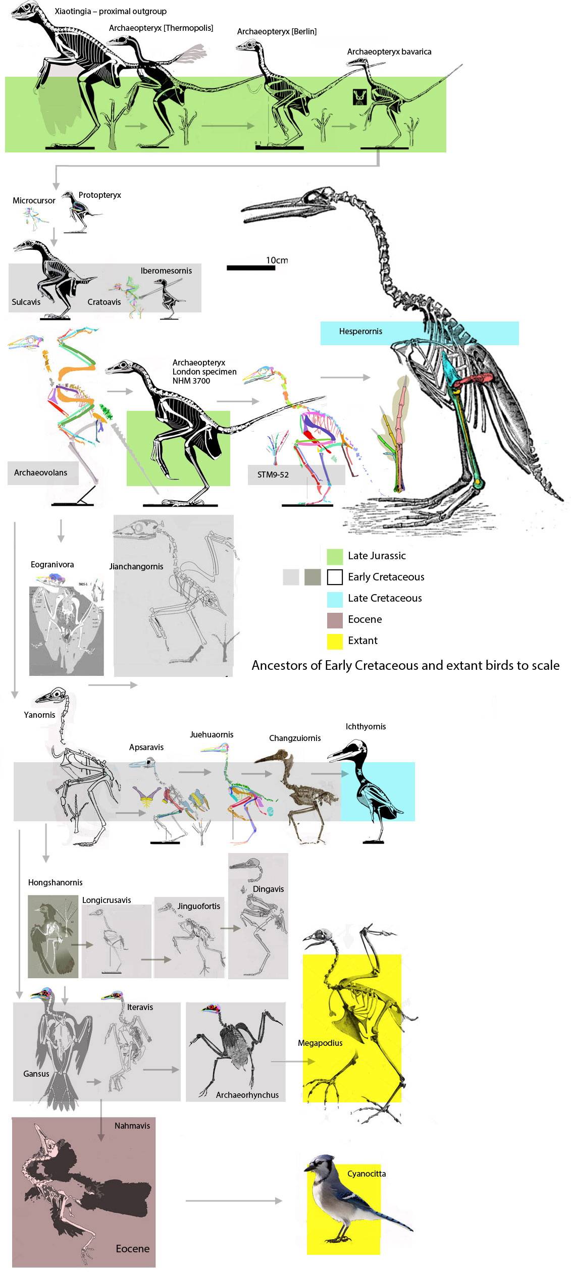 Toothed birds to scale