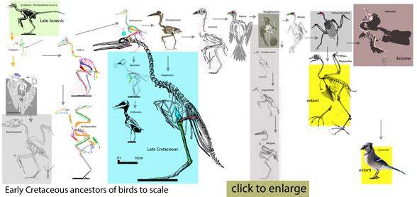 Toothed birds click here