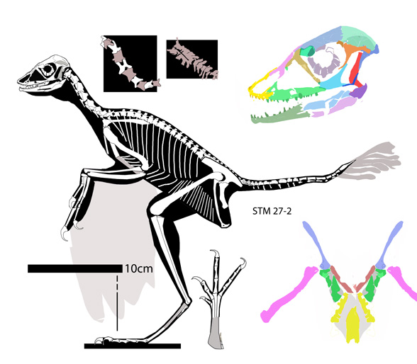 Xiaotingia