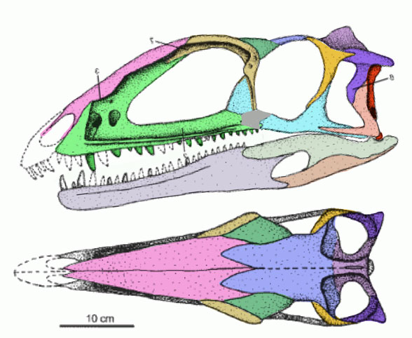 Zupaysaurus