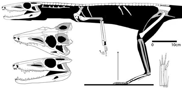 Dromicosuchus