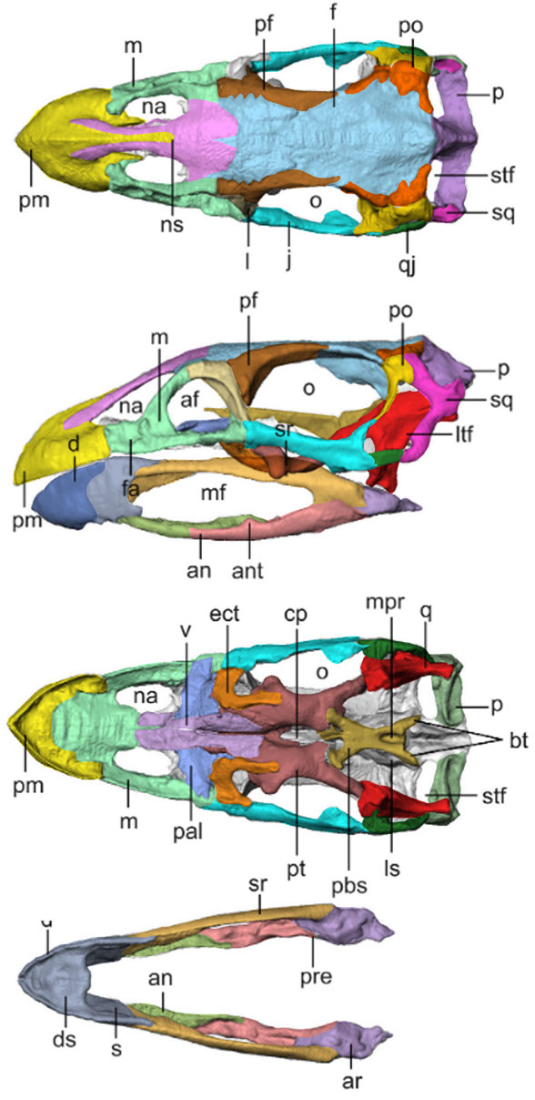 Effigia skull