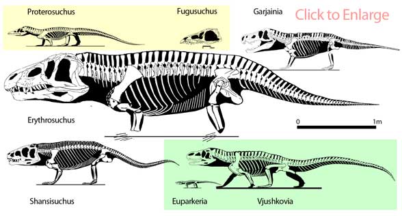 Erythrosuchids