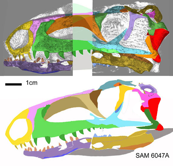 Euparkeria SAM 6047