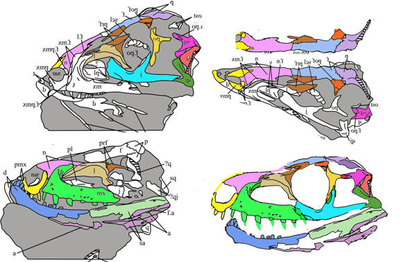 Euparkeria SAM 4967a