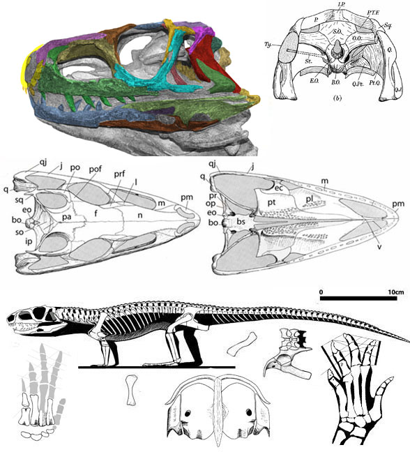 Euparkeria