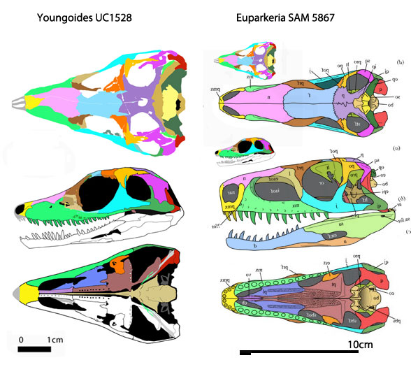 Euparkeria and Youngoides