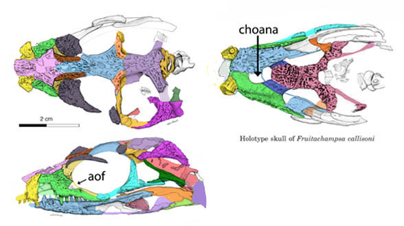 Fruitachampsa skull