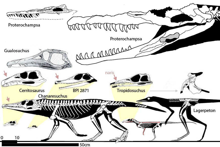 Chanaresuchidae