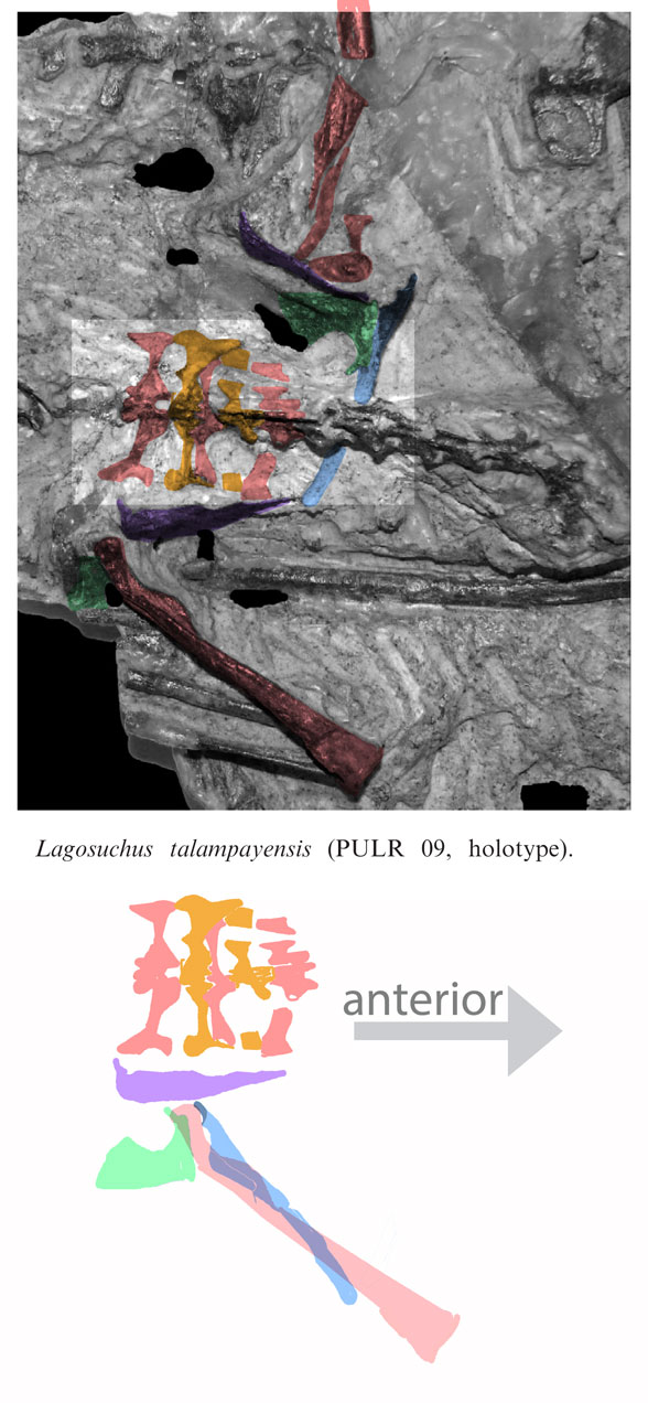 Lagosuchus pelvis and sacrum