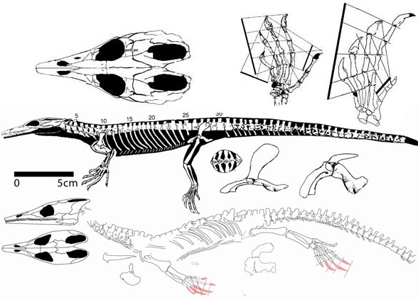 Lazarussuchus