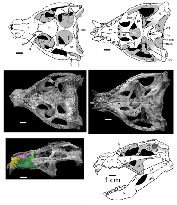 Mariliasuchus