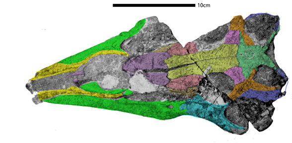 Mesorhinosuchus