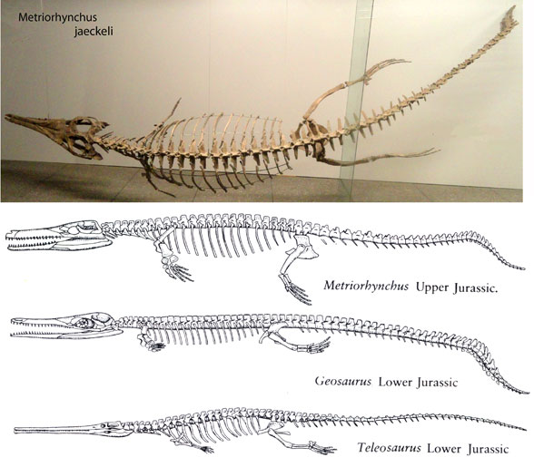 Metriorhynchus