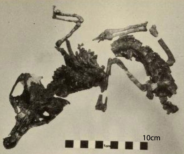 Orthosuchus in situ