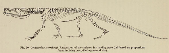 Orthosuchus recon