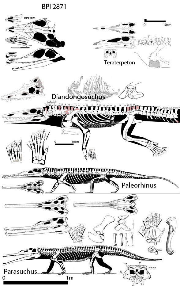 Parasuchians