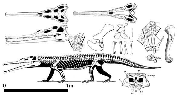 Parasuchus