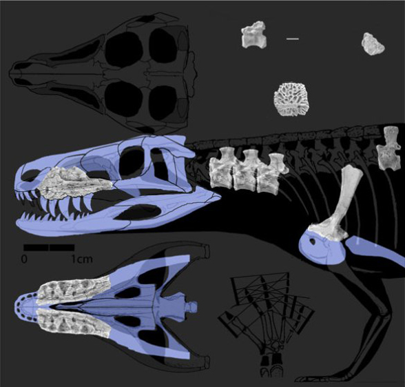 Parringtonia