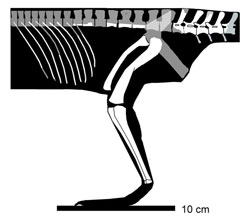 Pseudolagosuchus