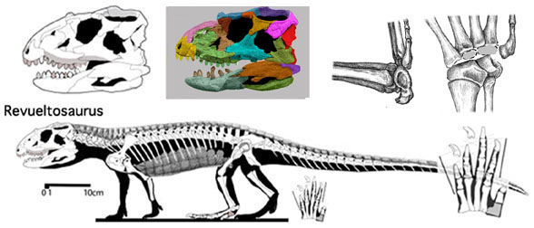 Revueltosaurus