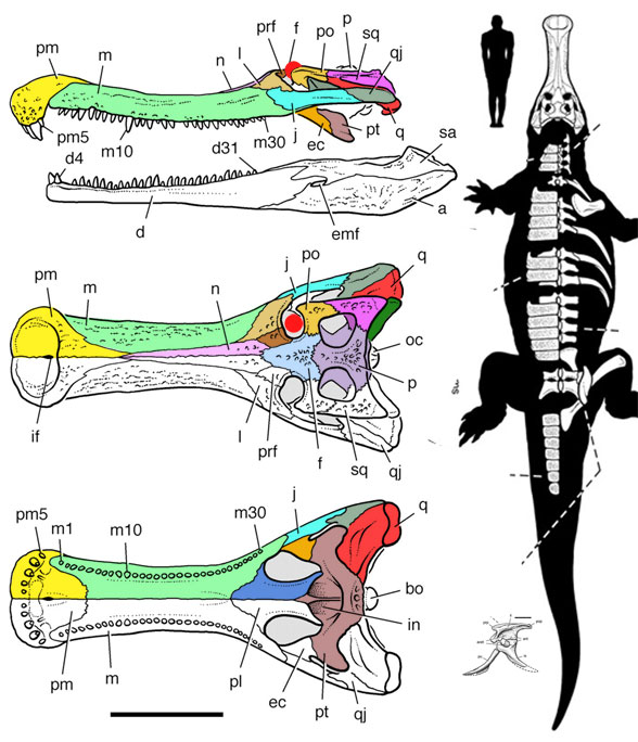 Sarchosuchus skull