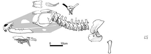 Sarmatosuchus