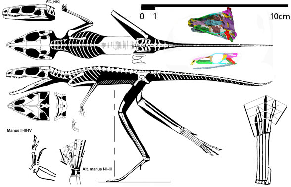 Scleromochlus