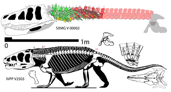 Shasisuchus