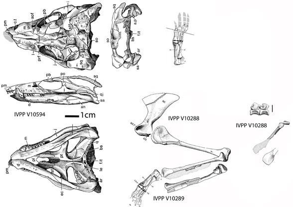 Sichuanosuchus