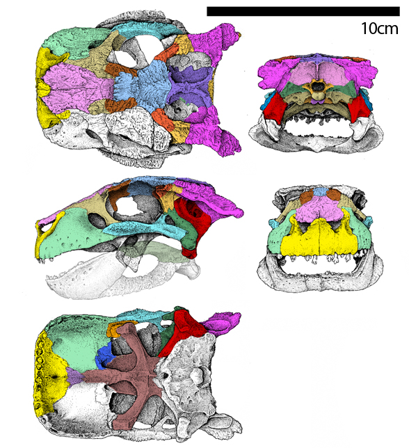 Simosuchus skull