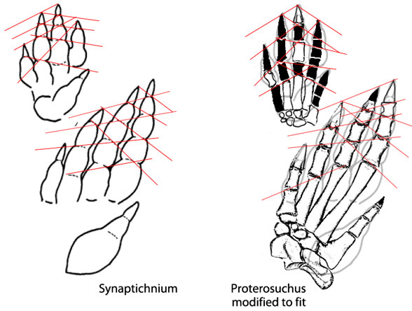 Synaptichnium