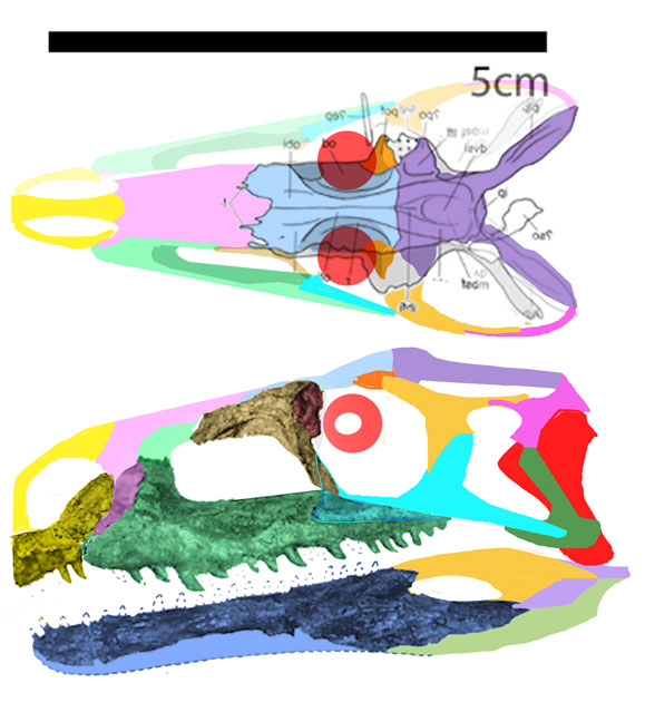 Tasmaniosaurus skull