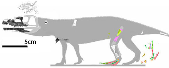 Tasmaniosaurus overall