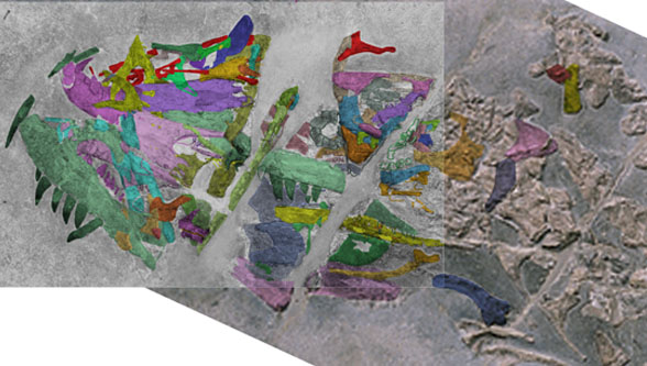 The skull of Ticinosuchus in situ with bones identified