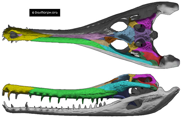 Tomistoma skull