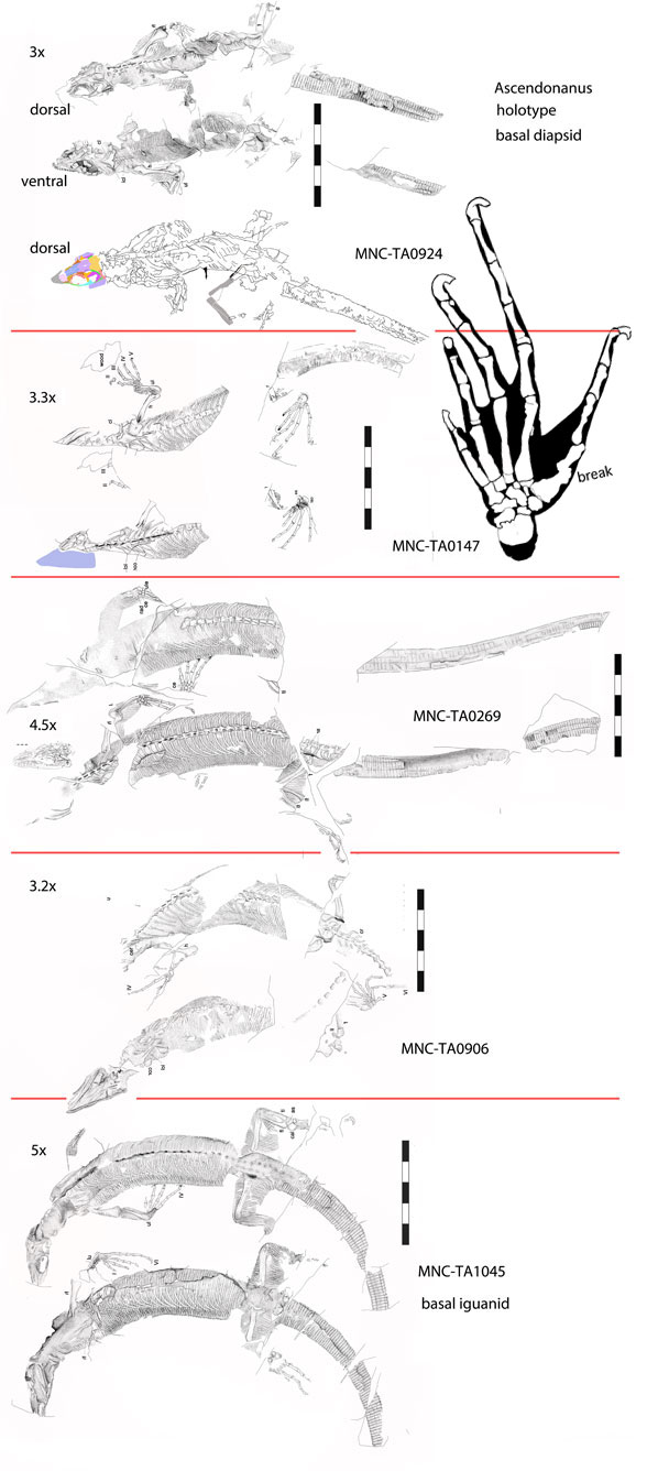 5 Ascendonanus specimens to scale