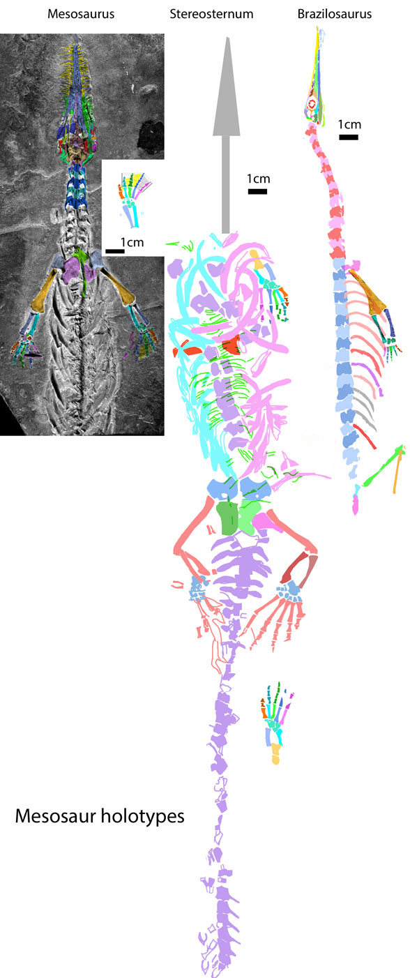 Three mesosaur holotypes