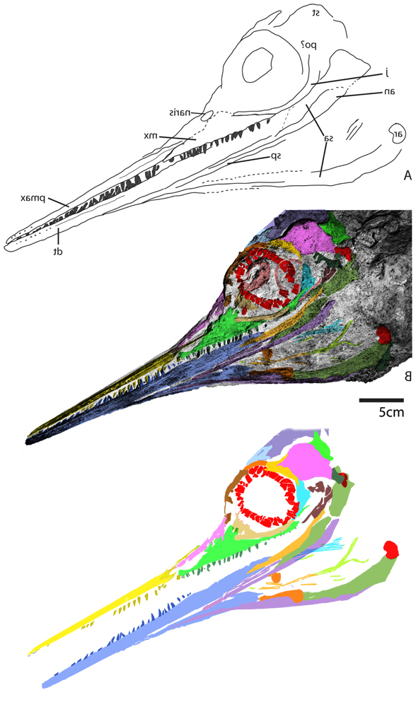 Aegirosaurus skull