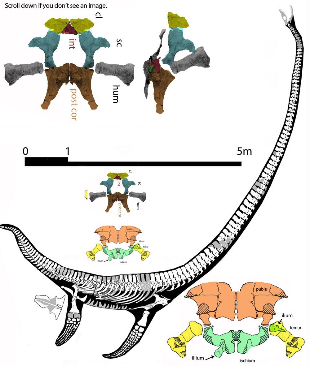 Albertonectes