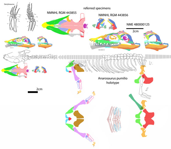 Anarosaurus pumilio