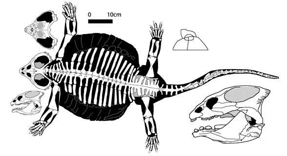 Cyamodus