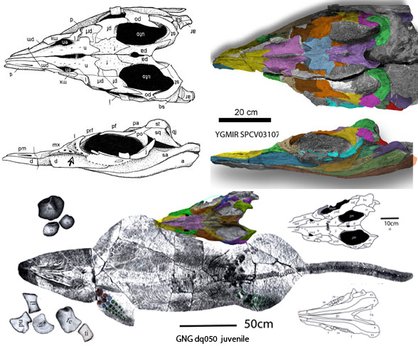 Guanlingsaurus