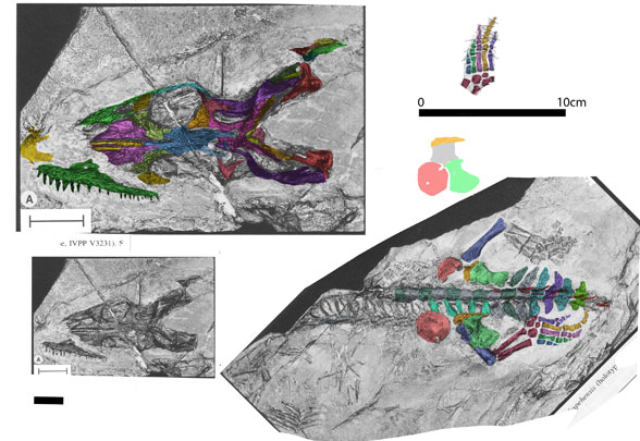 Hanosaurus holotype IVPP V 3231