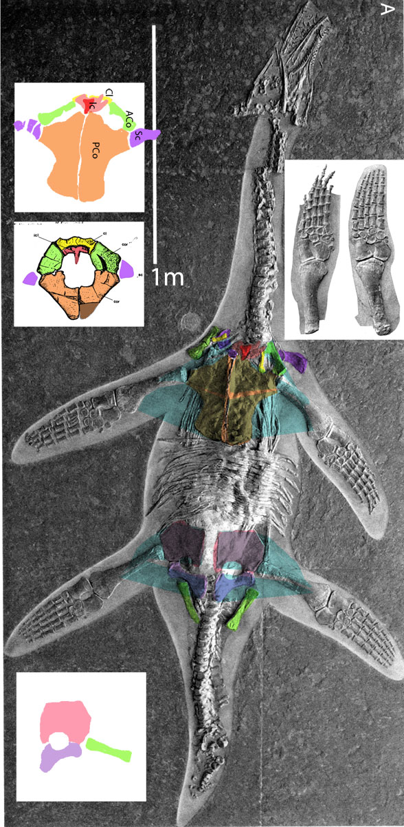 Hauffiosaurus in situ